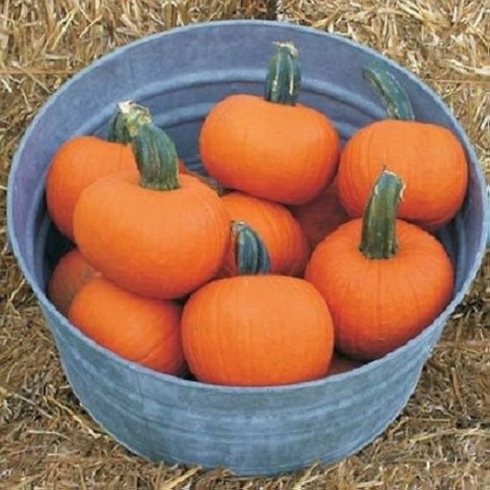 Burlone (F1 Pumpkin) for planting in garden